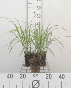 Miscanthus sinensis 'Herman Mussel' - pot 9x9 cm