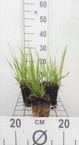 Molinia arundinacea 'Transparent' - pot 9x9 cm -