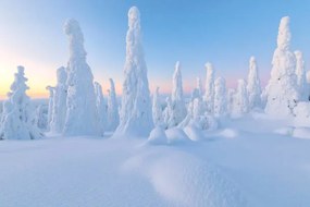 Foto Trees covered with snow at dawn,, Roberto Moiola / Sysaworld, (40 x 26.7 cm)