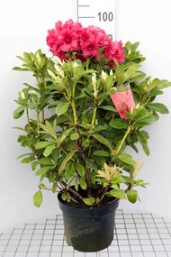 Rhododendron 'Red Jack' - pot - 40-50 cm