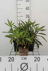 Aster novi-belgii 'White Ladies' - pot 9x9 cm -