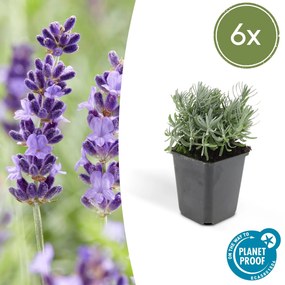 Lavandula'Hidcote'- 20cm