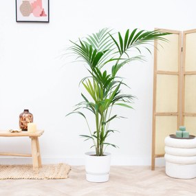 Combi deal - Kentia palm inclusief Elho Greenville - 180cm
