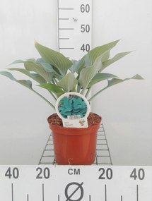 Hosta'Halcyon'- pot 3L
