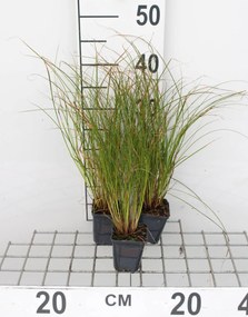 Carex testacea 'Prairie Fire' - pot 9x9 cm -