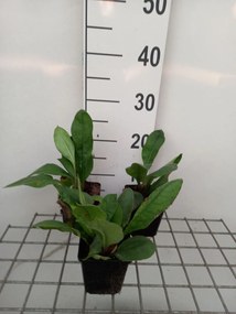 Pulmonaria 'Blue Ensign' - pot 9x9 cm