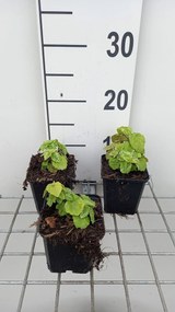 Lamiastrum galeobdolon 'Florentinum' - pot 9x9 cm