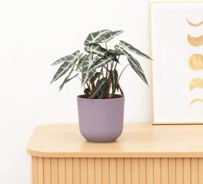 Alocasia Arrow - 40cm