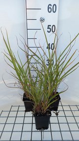 Miscanthus sinensis var. condensatus - pot 9x9 cm