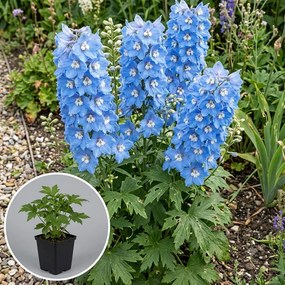 Delphinium 'Magic Fountains Sky Blue White Bee' - pot 9x9 cm -