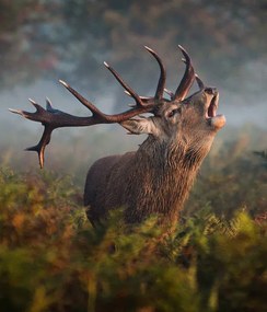 Foto Bellowing Stag, Alan Crossland