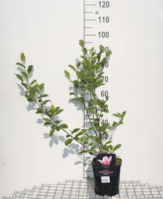 Magnolia x soulangeana - pot - 50-60 cm