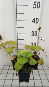 Saruma henryi - pot 9x9 cm -
