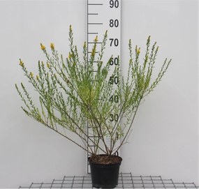 Genista tinctoria 'Royal Gold' - pot - 30-40 cm