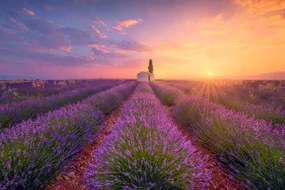 Ilustratie France, Alpes-de-Haute-Provence, Valensole, lavender field at, Westend61