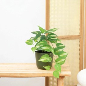 Kunst Epipremnum Variegata - 37cm
