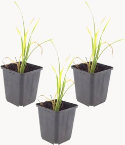 Planten daglelie Hemerocallis Stella de Oro, 3-delig