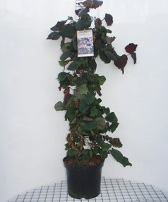Corylus 'Red Majestic' - pot 12L - 80-100 cm