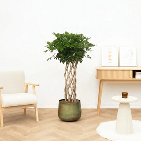 Schefflera Arboricola Compacta gevlochten cilinder - 150 cm