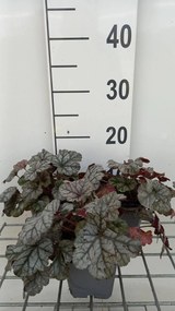 Heuchera 'Cinnabar Silver' - pot 9x9 cm