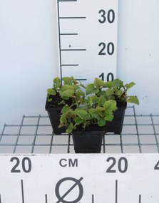 Houttuynia cordata - pot 9x9 cm -