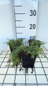 Thymus praecox 'Pink Chintz' - pot 9x9 cm (Kruiptijm) -