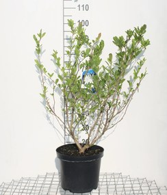 Magnolia stellata - pot 12L - 80-100 cm