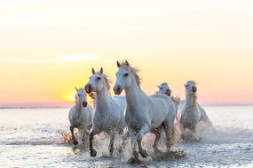 Foto Camargue white horses running in water at sunset, Peter Adams