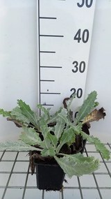 Onopordum nervosum - pot 9x9 cm