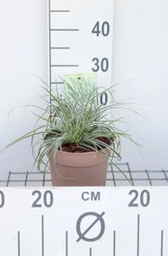 Carex oshimensis 'Fiwhite' (Everest) - pot 3L