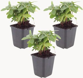 Planten Wood Spurge Euphorbia amygdaloides var robbiae, 3-delig