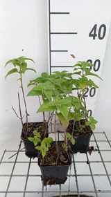 Monarda 'Fishes' - pot 9x9 cm