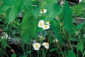 Sagittaria latifolia - pot 9x9 cm -