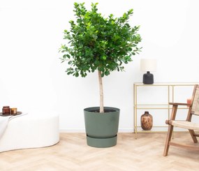 Ficus Microcarpa Panda - 160cm