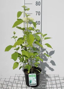 Hydrangea arborescens 'Annabelle' - pot - 30-50 cm -