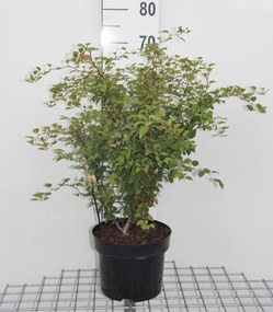 Prunus incisa 'Kojou-no-mai' - pot 12L - 60-80 cm -