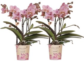 Combi deal - 2 orchideeën (Phalaenopsis) Treviso - 40cm