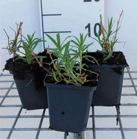 Gypsophila paniculata 'Schneeflocke' - pot 9x9 cm -