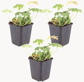 Planten Cranesbill Geranium macrorrhizum Bevans Variety, 3-delig