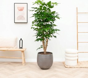 Radermachera Hainanensis - 190cm