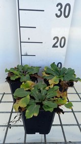 Eryngium planum 'Blauer Zwerg' - pot 9x9 cm -