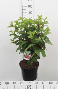 Hydrangea paniculata'DVPPinky'(Pinky Winky) - pot 10L - 60-80 cm