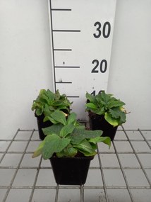Verbascum phoeniceum - pot 9x9 cm