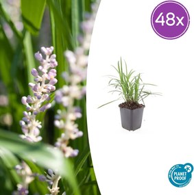 Liriope Muscari 'Moneymaker' - 20cm