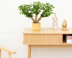Ficus benjamina multi stam - 35 cm