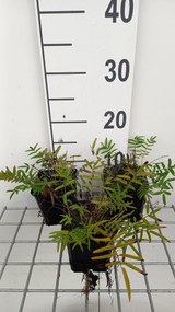 Sanguisorba tenuifolia var. purpurea - pot 9x9 cm
