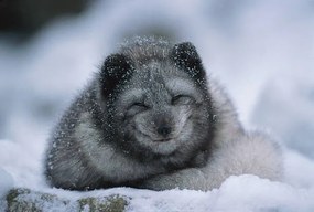Foto Polar fox cub, winter, Herbert Kehrer, (40 x 26.7 cm)