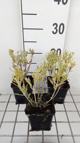 Perovskia atriplicifolia 'Blue Steel' - pot 9x9 cm