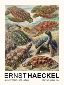 Kunstdruk Chelonia–Schildkröten / Turtles (Vintage Academia) - Ernst Haeckel, (30 x 40 cm)
