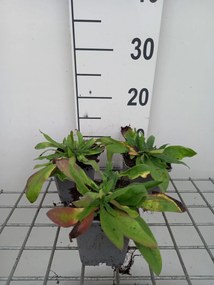 Echium amoenum - pot 9x9 cm